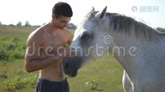 年轻的帅哥拥抱和抚摸白马在户外。 在田里拥抱一匹马的人，他爱抚视频