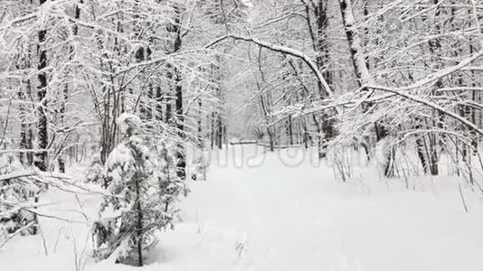 在树林里下雪视频