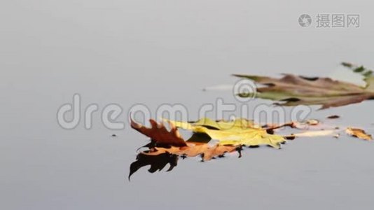 秋天的叶子在水里视频