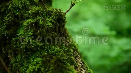 在茂密的树干上，森林里厚厚的绿色苔藓的特写。 饱和的绿色。 低键视频