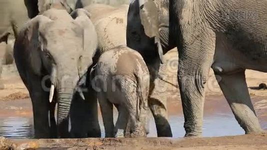 小象喝水视频