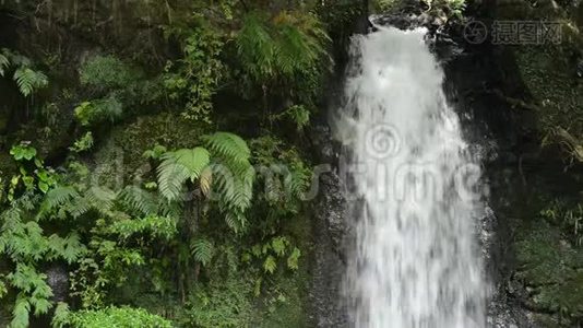 瀑布和蕨类植物视频