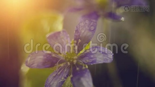 春花，雨中的野花视频