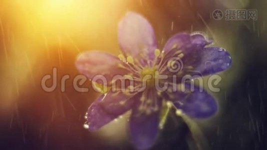 春花，雨中的野花视频