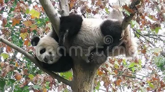 大熊猫正睡在树上视频