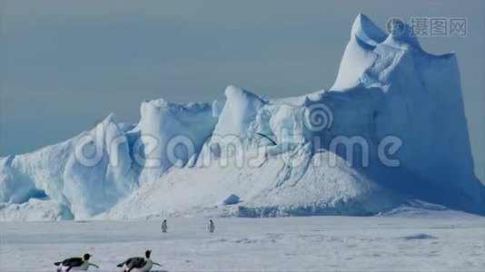 一群可爱有趣的小帝企鹅在冰冰冰川南极景观中的白色寒冷的冬雪中爬行视频