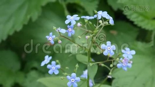 田野里的蓝色花朵视频