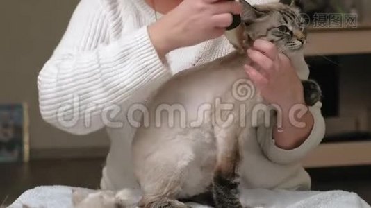 猫毛护理。 宠物护理视频