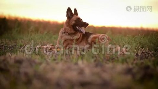 美丽的狗德国牧羊犬躺在田野里视频