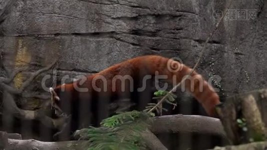 熊猫背后的动物园里的小熊猫Ailurus Fulgens。 动物暴力。 亚洲濒危物种视频