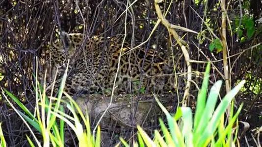 捷豹在巴西潘塔纳尔河岸舔自己的特写镜头视频