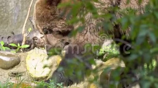 靠近野生棕熊，在森林里自由地穿过树木和植物视频