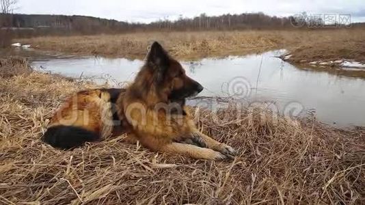 德国牧羊犬视频