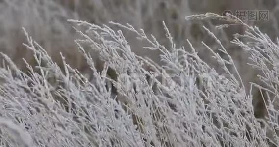 冬天有霜的植物视频