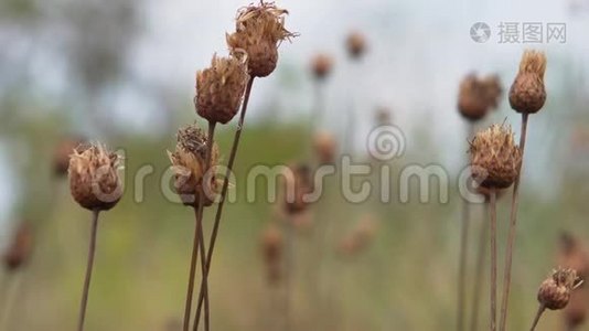 干草芽视频