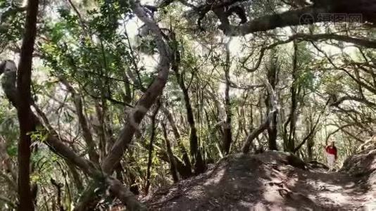 女人在雨林里徒步旅行视频