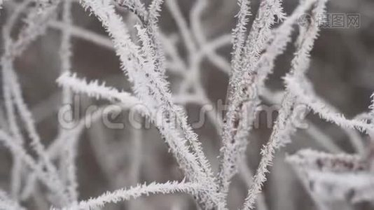 细枝上的海霜.视频