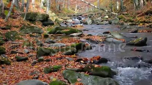 溪在秋林中.视频