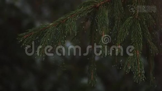 松树上的雨滴。视频