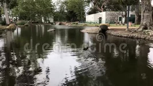 两只小鸭子沿着波浪水面4K30英尺长视频