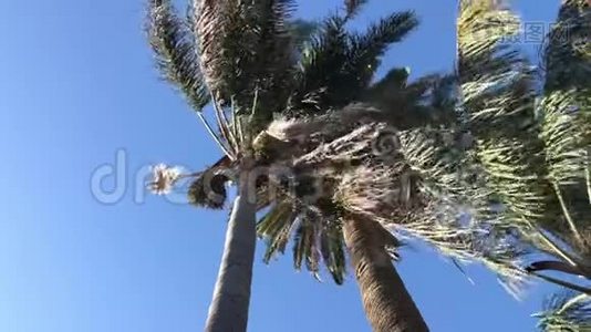 各种棕榈树在完美的蓝天上随风起舞视频