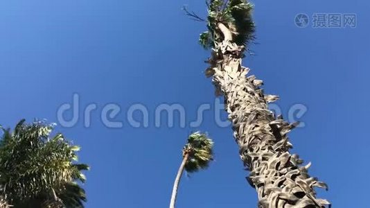 一棵棕榈树在微风中摇曳视频