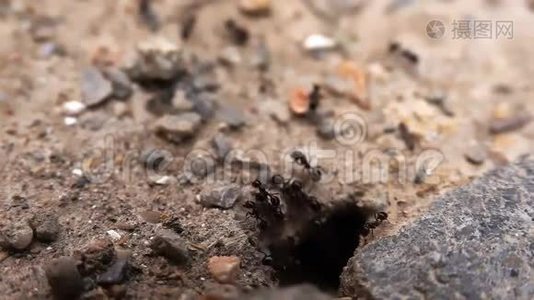 昆虫蚂蚁在土壤上视频