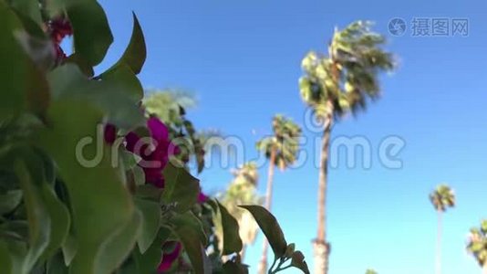 穿过曼德维利亚藤蔓，来到一排棕榈树上视频