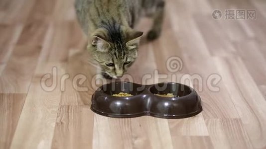 猫在盘子里吃食物视频