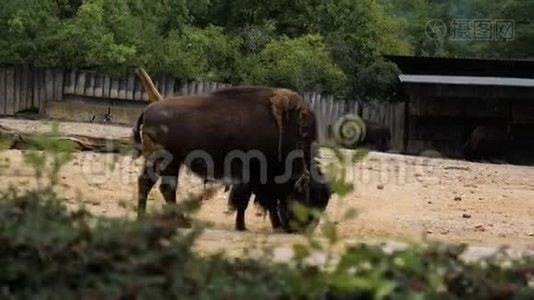 美国野牛在一个毛视频