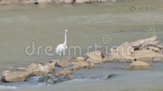 湿地里的大白鹭。视频