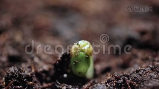 生长在短时间内的植物。 发芽种子。 进化概念，新生命周期视频