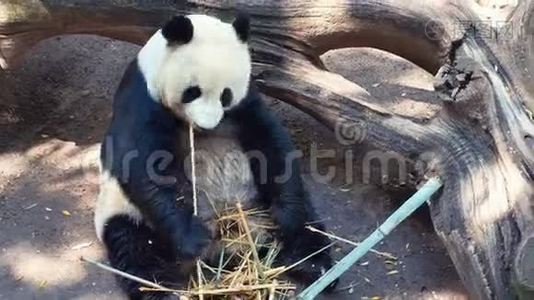 吃熊猫动物视频