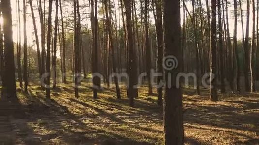 松林处的阳光视频