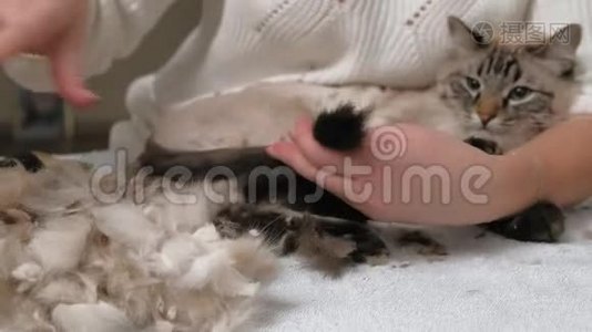 猫毛护理。 宠物护理视频