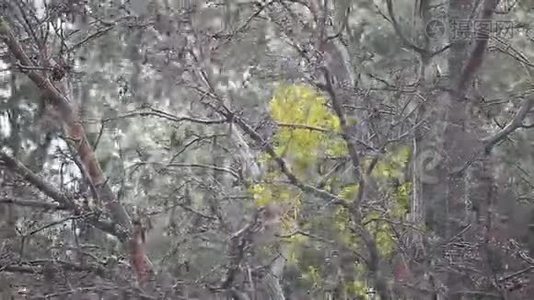 暴雨期间的树木视频