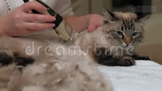 猫毛护理。 宠物护理视频