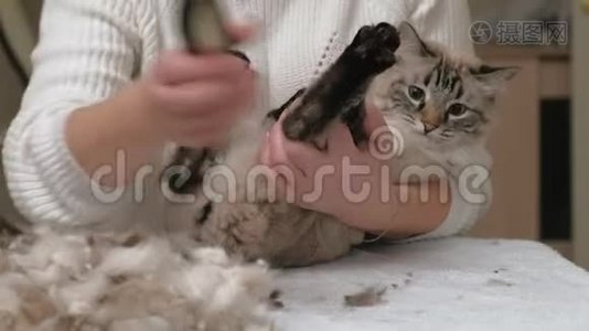 猫毛护理。 宠物护理视频