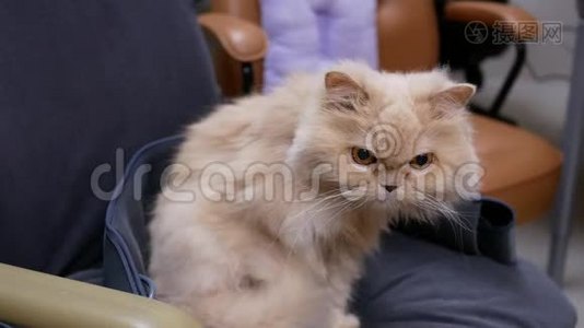 波斯猫在家里做贝默治疗时坐在椅子上等待进食的动作视频