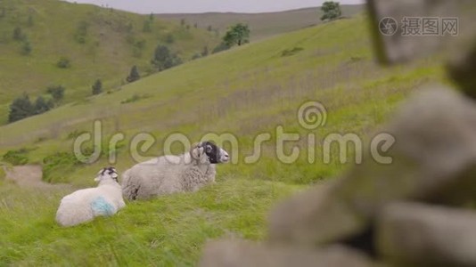 两只羊躺在山上视频