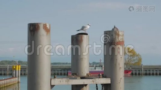 鸽子和海鸥在港口视频