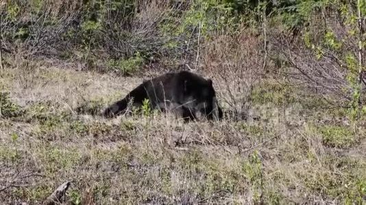 黑熊在吃草视频