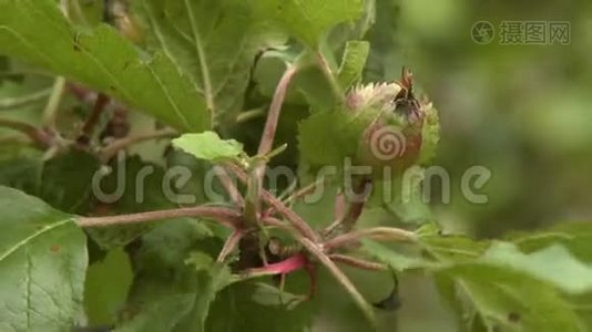 小苹果和葡萄酒视频