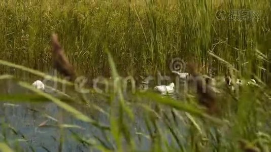 在沼泽地里的鸭子视频