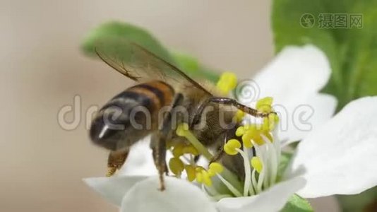 白色花朵上的蜜蜂视频