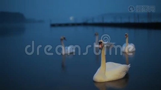 白天天鹅在水里游泳视频