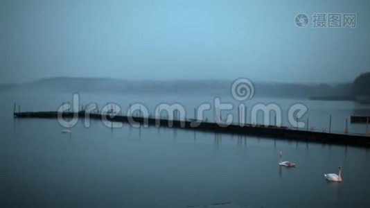 白天天鹅在水里游泳视频