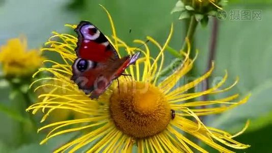 蝴蝶欧洲孔雀(Aglaisio)在一朵花上视频