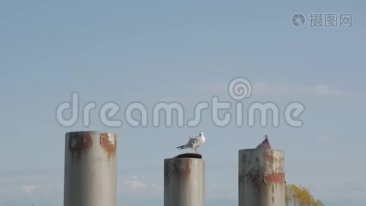 港口的海鸥和鸽子视频