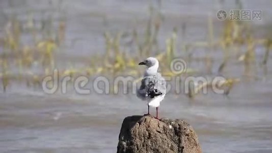 灰色的海鸥在岩石上视频